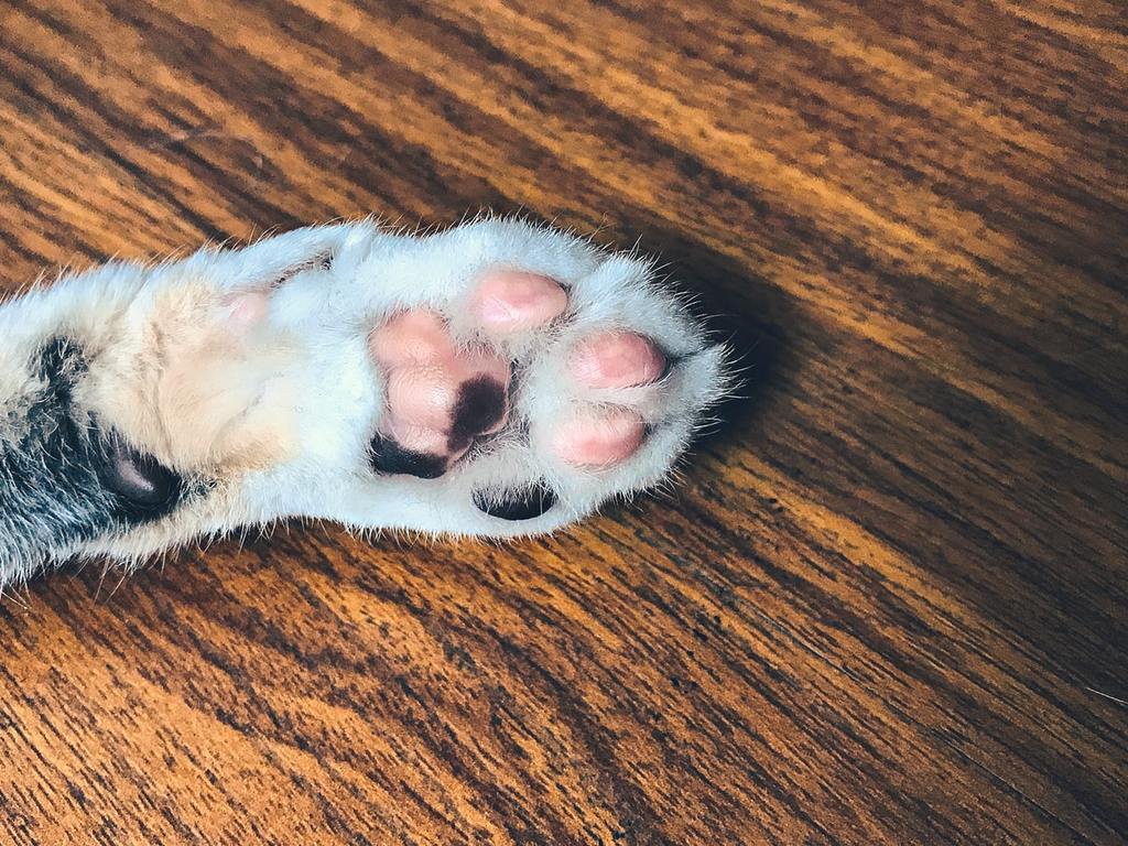 Cat Paws