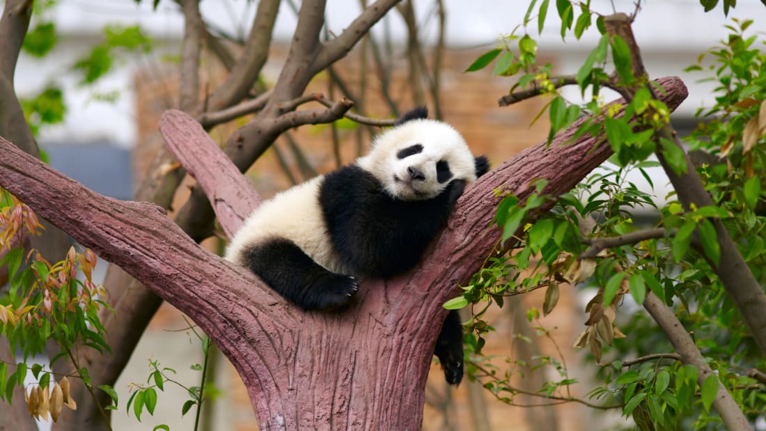 Panda Sleeping