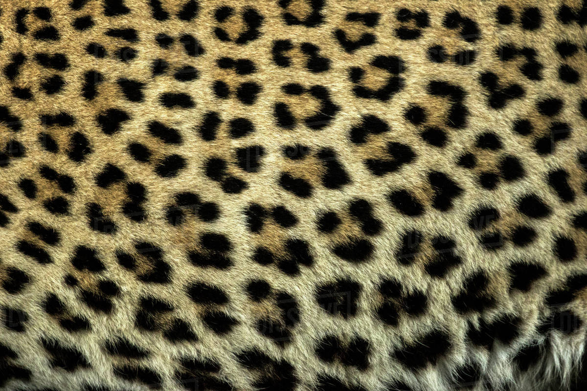 Leopard Pattern