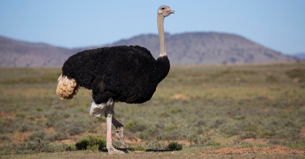 Ostrich