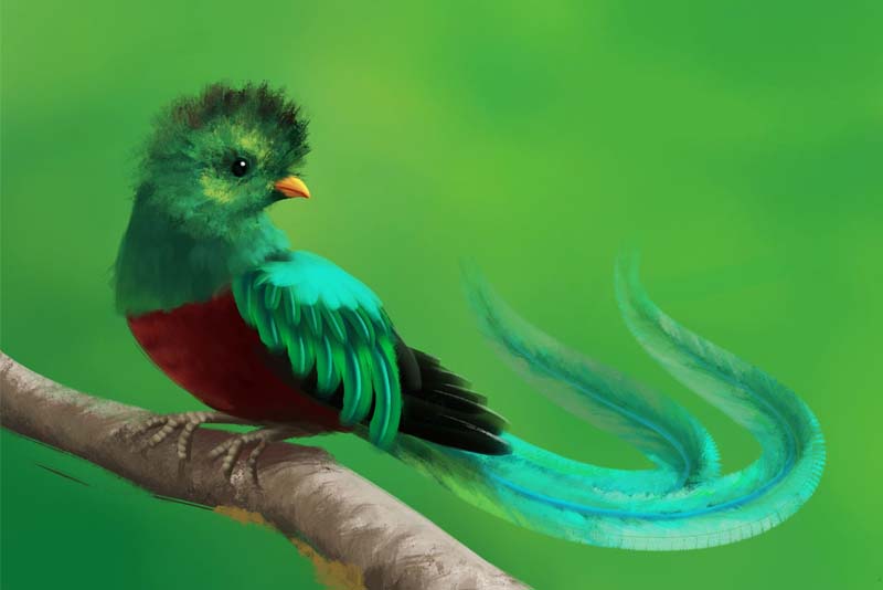 Cute Bird