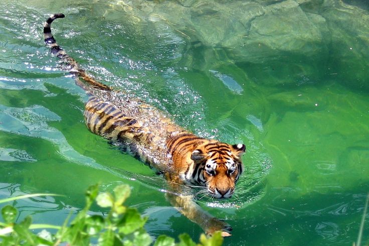 Tiger Swimming