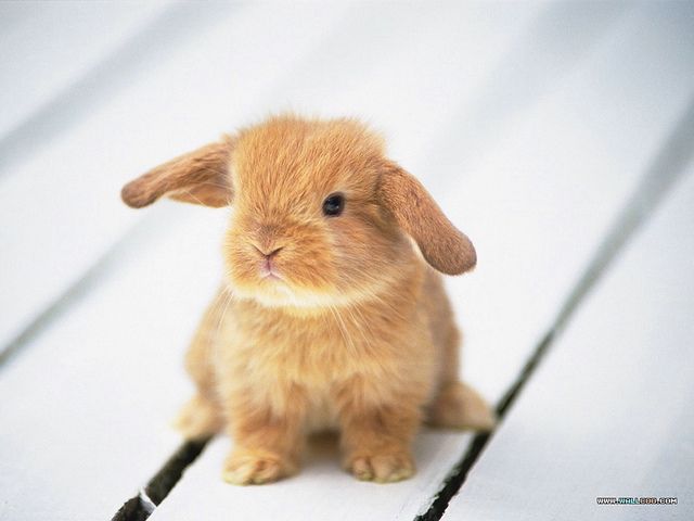 Baby Rabbit