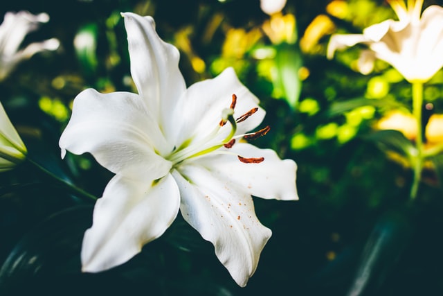 Lily Flower