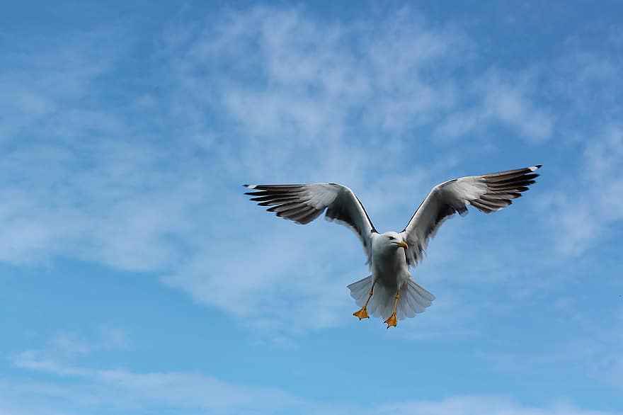 Seagull Flying