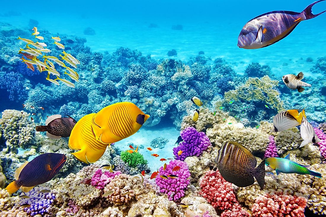 great barrier reef