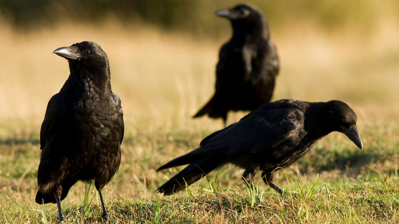 Group of Crows