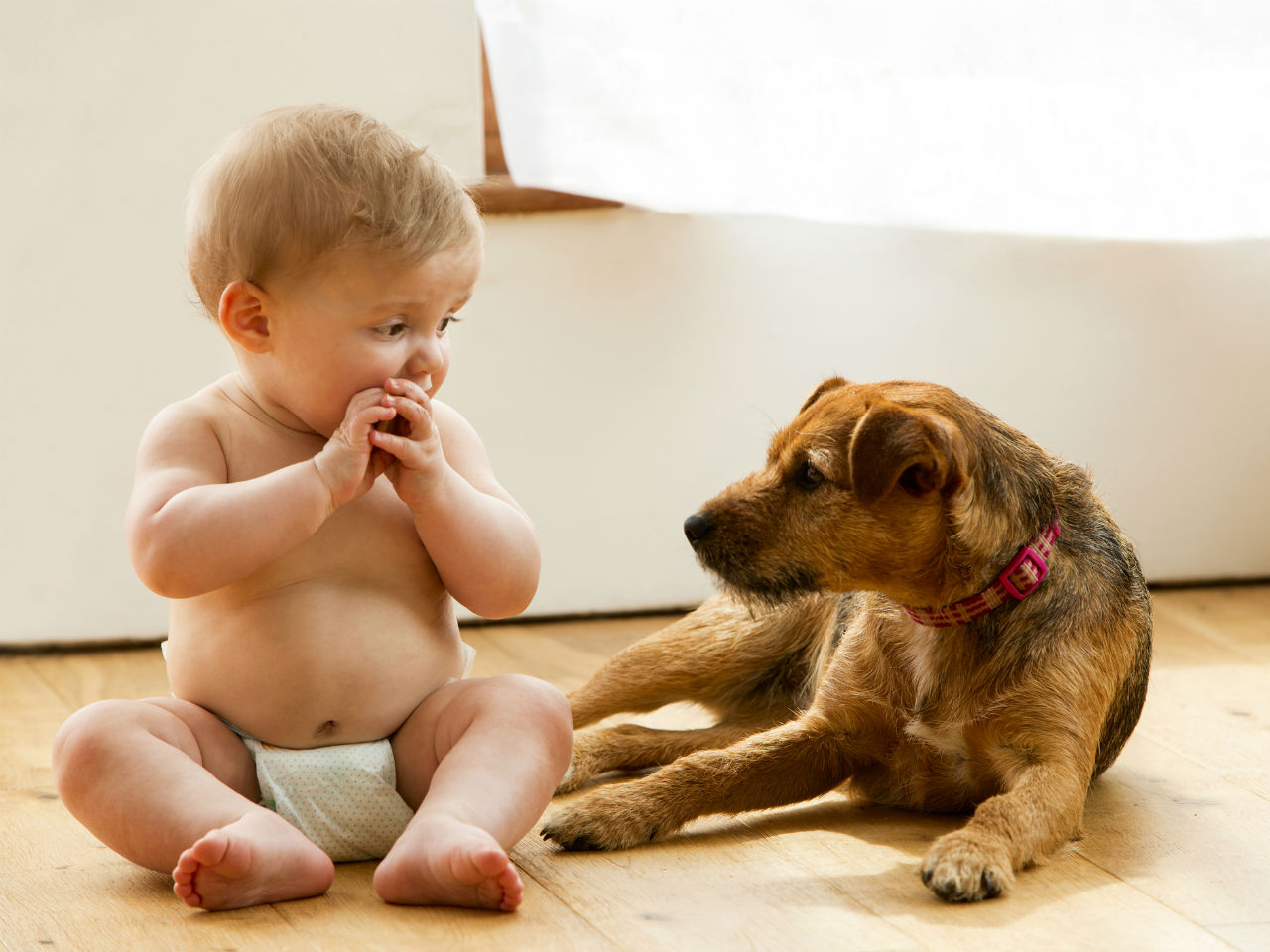 Talking pets or Talking babies?