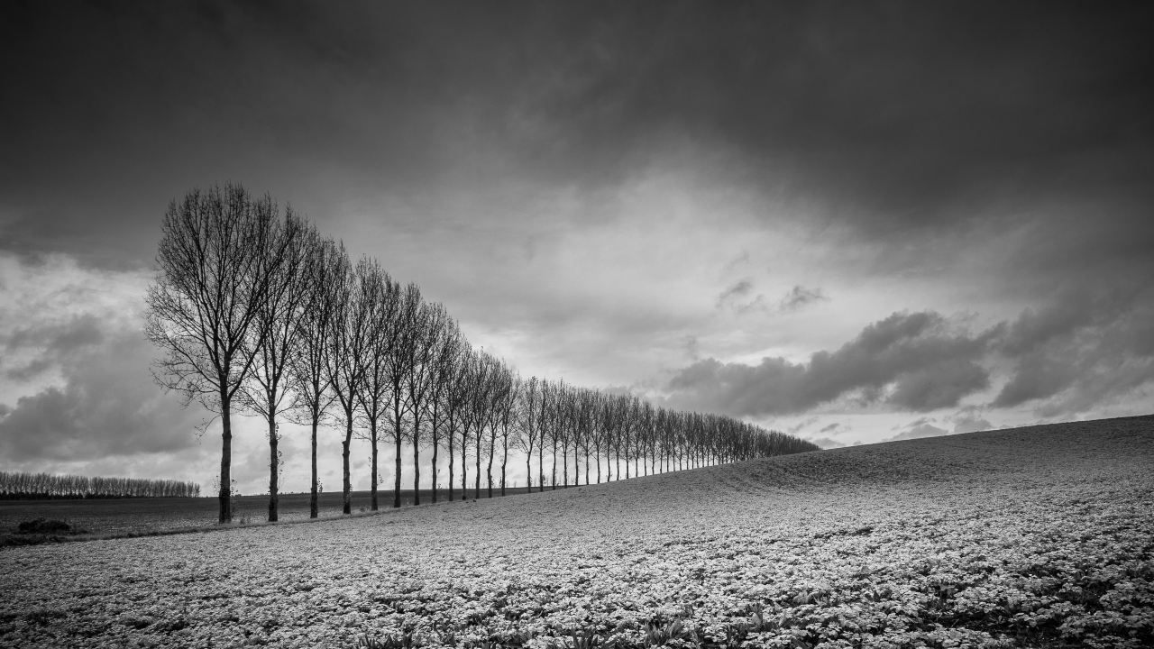 Black and White Scenery